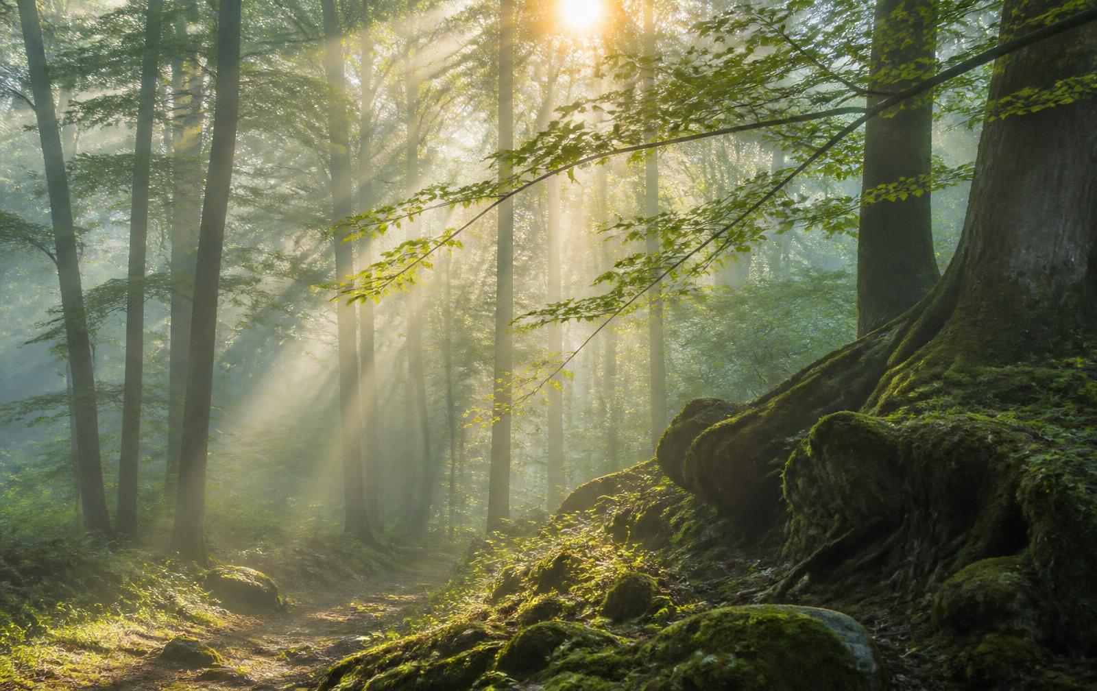 Bosco al mattino con luce dorata tra gli alberi